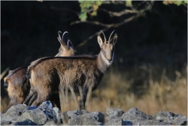 <p>KAMZÍK HORSKÝ (Rupicapra rupicapra) Lužické hory, Studenec ---- /Chamois - Gämse/</p>